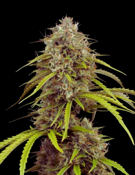 Black Domina XXL Auto (Bulk Legacy) 🖤 Producción muy alta