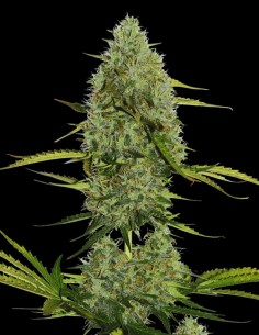 Critical Auto (Bulk Legacy) 🍋 Sabor a Cítricos Dulces