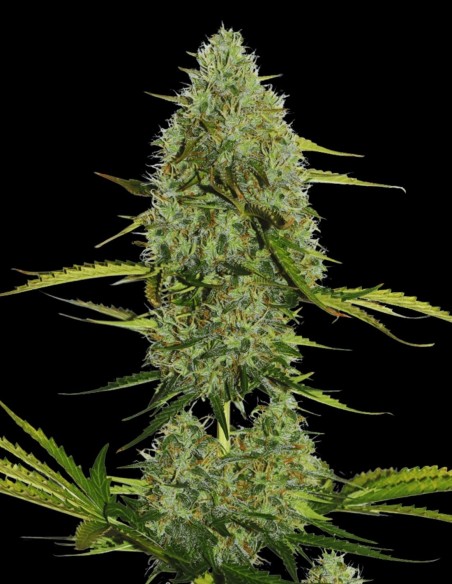 Critical Auto (Bulk Legacy) 🍋 Sabor a Cítricos Dulces