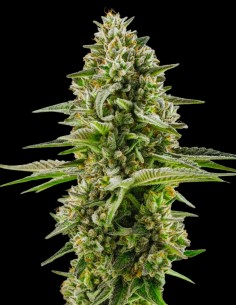 Northern Lights Auto (Bulk Legacy) ⭐ Leyenda rica en resina