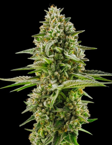 Northern Lights Auto (Bulk Legacy) ⭐ Leyenda rica en resina