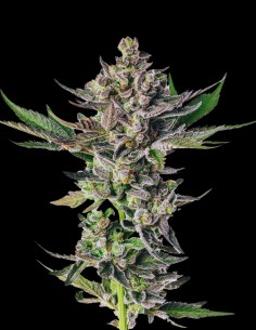 Grapes n Cream (Bulk Legacy) 🍇 Dulce, THC Ultra Alto