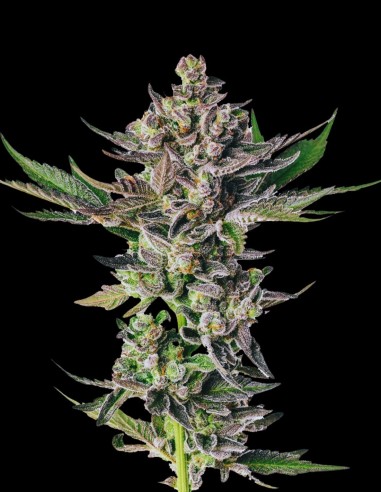 Grapes n Cream (Bulk Legacy) 🍇 Dulce, THC Ultra Alto