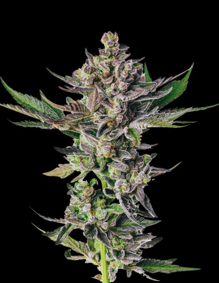 Grapes n Cream (Bulk Legacy) 🍇 Dulce, THC Ultra Alto