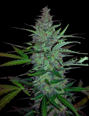 Early Hash Skunk (Bulk Legacy) 🍫 Poder de hachís dulce