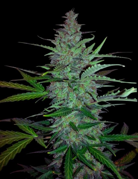 Early Hash Skunk (Bulk Legacy) 🍫 Poder de hachís dulce