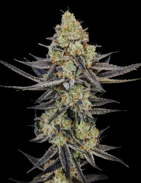 Guava (Bulk Legacy) 🍈 Variedad de delicioso sabor tropical