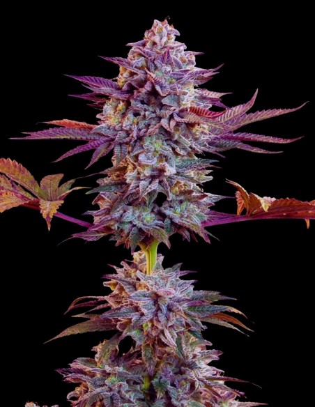 Somango Auto (Bulk Legacy) 🥭 Autofloreciente de Mango Dulce