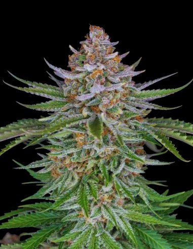 Strawberry Auto (Bulk Legacy) 🍓 Potencia dulce en 9 semanas