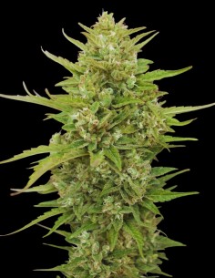 Super Skunk Auto (Bulk Legacy) 🦨 Sabor cítrico dulce