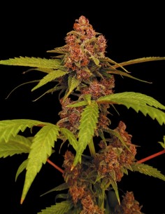 Banana Purple Auto (Paradise Seeds) 🍌 Sweet Banana Flavor