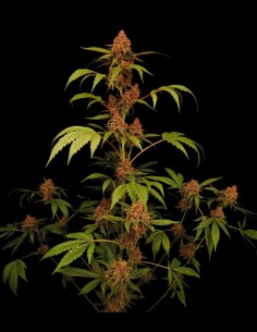 Banana Purple Auto (Paradise Seeds) 🍌 Sweet Banana Flavor 2