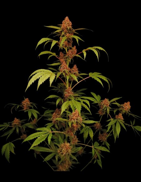 Banana Purple Auto (Paradise Seeds) 🍌 Sweet Banana Flavor