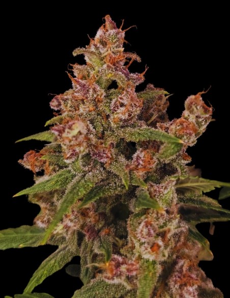 Banana Purple Auto (Paradise Seeds) 🍌 Sweet Banana Flavor