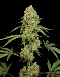 Tropical Fruit Cake (Paradise Seeds) 🍰 Saveur délicieuse