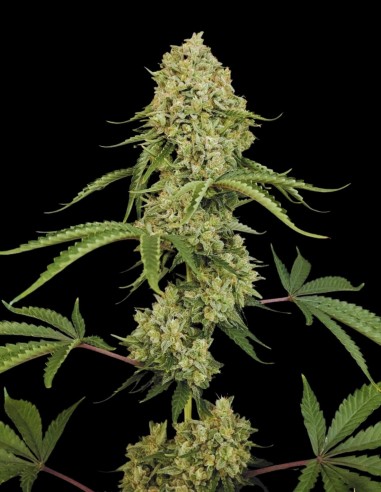 Tropical Fruit Cake (Paradise Seeds) 🍰 Saveur délicieuse