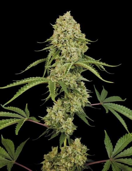 Tropical Fruit Cake (Paradise Seeds) 🍰 Saveur délicieuse