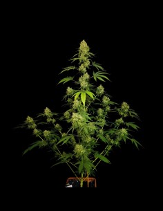 Tropical Fruit Cake (Paradise Seeds) 🍰 Saveur délicieuse 2