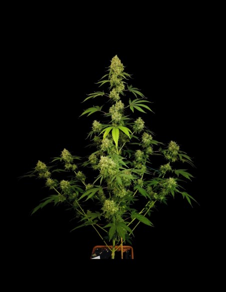 Tropical Fruit Cake (Paradise Seeds) 🍰 Saveur délicieuse