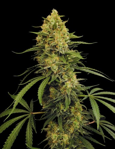 Zesty Bliss (Paradise Seeds) 🍋 Saveur Agrumes et Crémeuse