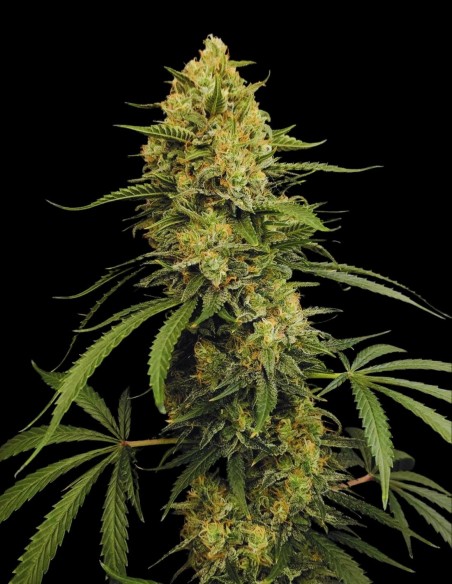 Zesty Bliss (Paradise Seeds) 🍋 Saveur Agrumes et Crémeuse