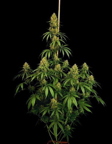 Zesty Bliss (Paradise Seeds) 🍋 Saveur Agrumes et Crémeuse