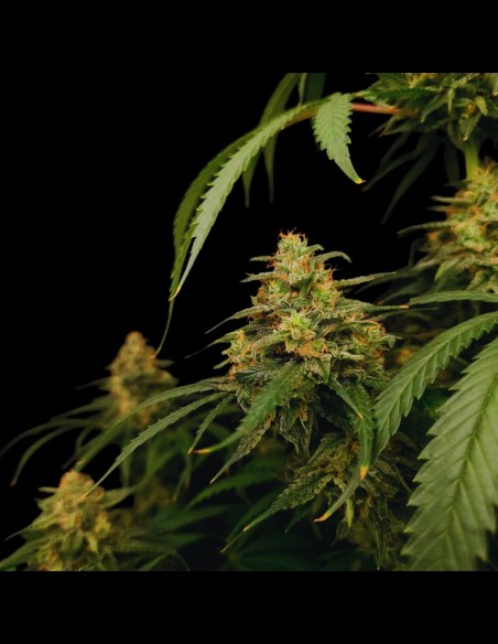 Zesty Bliss (Paradise Seeds) 🍋 Saveur Agrumes et Crémeuse