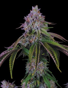 Velvet Mist (Paradise Seeds) 🍰 Crémeuse et relaxante