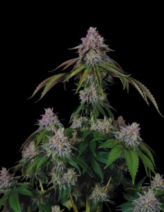 Velvet Mist (Paradise Seeds) 🍰 Crémeuse et relaxante 2