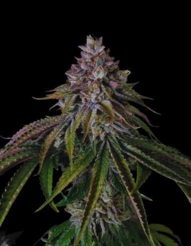 Velvet Mist (Paradise Seeds) 🍰 Crémeuse et relaxante