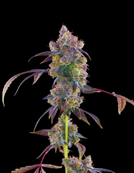 Lime Slurpi (Grounded Genetics) 🍋‍🟩 Puissance citronnée !