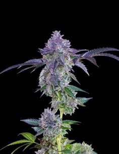 Lime Zerb (Grounded Genetics) 🍋‍🟩 Plaisir Relaxant