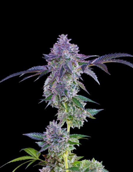 Lime Zerb (Grounded Genetics) 🍋‍🟩 Plaisir Relaxant