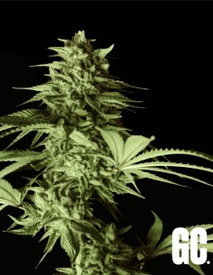 Lumpy's Fritter S1 (Grand Cru Genetics) 🍦 Crème fruitée