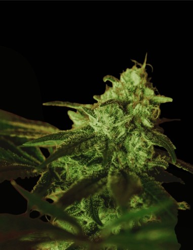 Kosher Kush BX2 (Grand Cru Genetics) 🔥 Floraison rapide