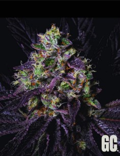 Rainbow Apples (Grand Cru Genetics) 🍎 Agrumes & bonbon