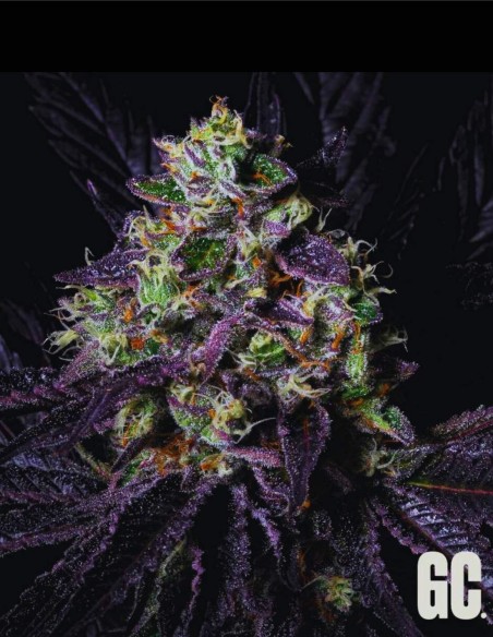 Rainbow Apples (Grand Cru Genetics) 🍎 Agrumes & bonbon