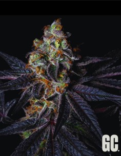 Rainbow Apples (Grand Cru Genetics) 🍎 Agrumes & bonbon 2