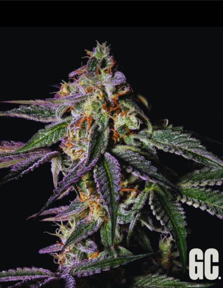 Rainbow Apples (Grand Cru Genetics) 🍎 Agrumes & bonbon