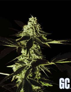 Red Prince (Grand Cru Genetics) 👑 Saveur exotique & résine