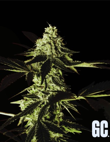 Red Prince (Grand Cru Genetics) 👑 Saveur exotique & résine