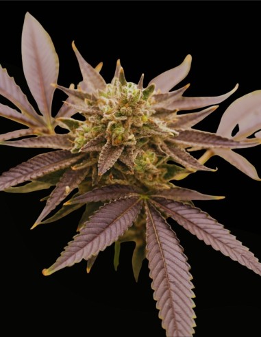 Red Prince (Grand Cru Genetics) 👑 Saveur exotique & résine