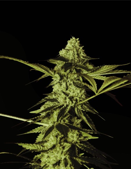 Red Prince (Grand Cru Genetics) 👑 Saveur exotique & résine