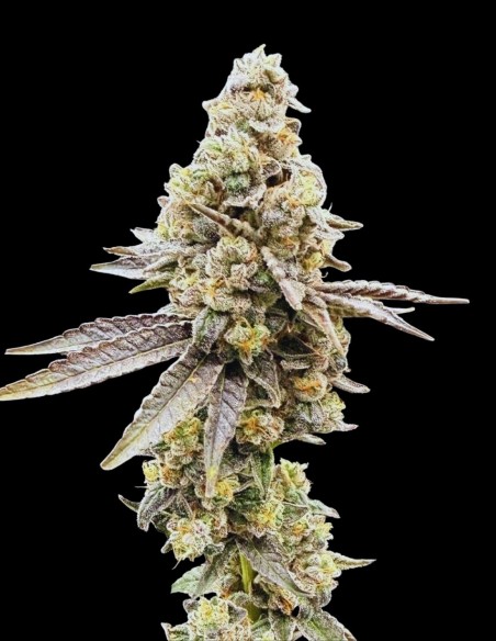 Wedlock (Common Wealth Seeds Co) 🍇 Uva deliziosa