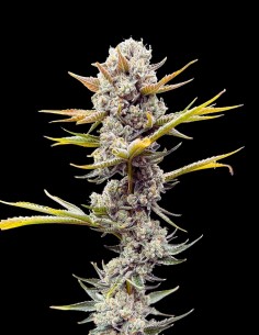 Imperial Grapes (Common Wealth Seeds Co) 🍇 Gas all’Uva