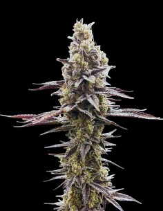 Speed Bump (Common Wealth Seeds Co) 🍇 Effetti Intensi