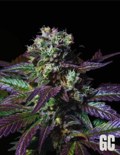 Tatín (Grand Cru Genetics) 🍰 Profil terpénique Apple Cake