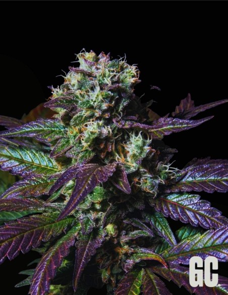 Tatín (Grand Cru Genetics) 🍰 Profil terpénique Apple Cake