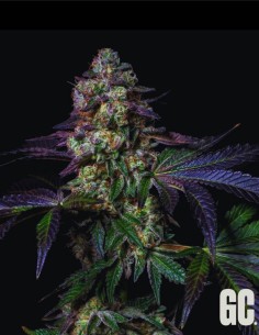 Tatín (Grand Cru Genetics) 🍰 Profil terpénique Apple Cake 2