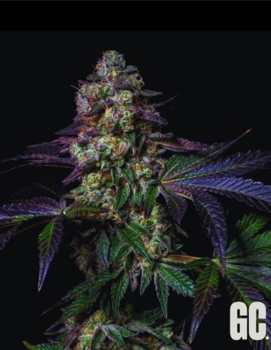 Tatín (Grand Cru Genetics) 🍰 Profil terpénique Apple Cake